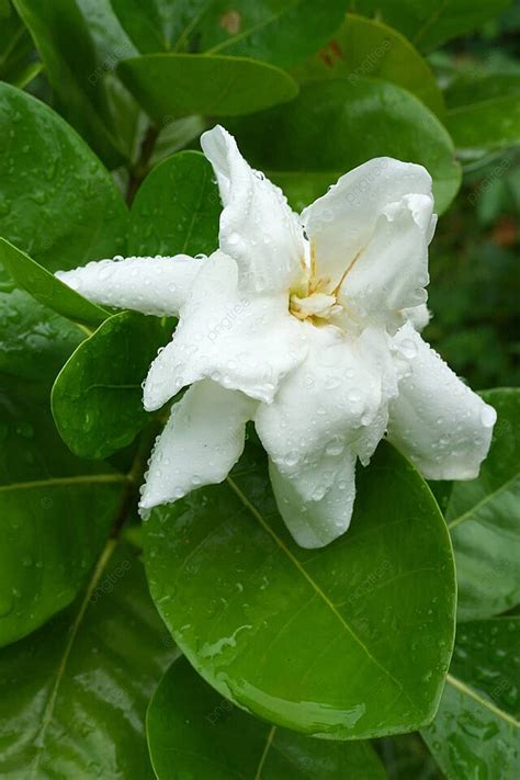 梔子花樹|梔子花 (護理, 特徵, 花, 圖片, 有毒)